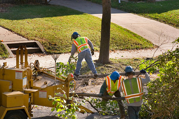 Best Large Tree Removal  in USA